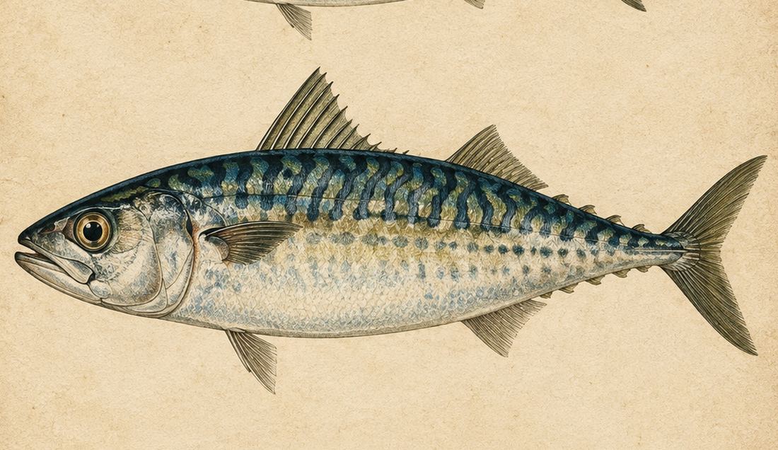 Vintage Fish Print, Antique Mackerel Illustration, Nautical Coastal Wall Art Printable, Gift for Fisherman photo 9